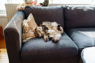 close up grey fluffy sleeping cat