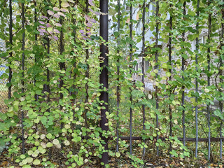 Lush green vines on metal fence in autumn urban garden setting for nature and landscaping design