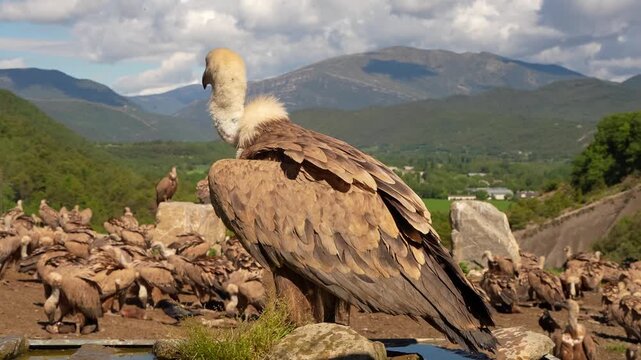 detailed close-up of a wild Griffon vulture (Eurasion griffon, Gyps fulvus) 