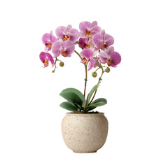 Elegant pink orchid blooms in a pot against a transparent background