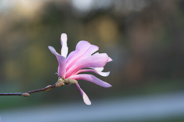 Elegant Pink Magnolia Blossom in Spring Garden