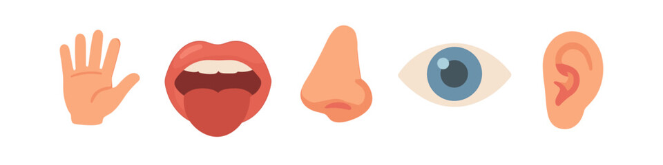 Five senses icons: hand, tongue, nose, eye, ear in flat design