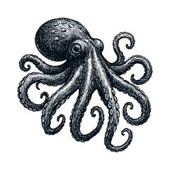 Vintage illustration of an octopus in detailed engraving style, black and white drawing perfect for marine, culinary, or educational design.