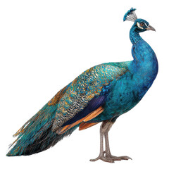 Obraz premium Majestic peacock in vibrant colors against a starktransparent background
