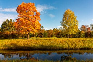 Autumn foliage in Alexander park, Tsarskoe Selo (Pushkin), St. Petersburg, Russia