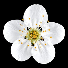 Close-up of a single, white flower