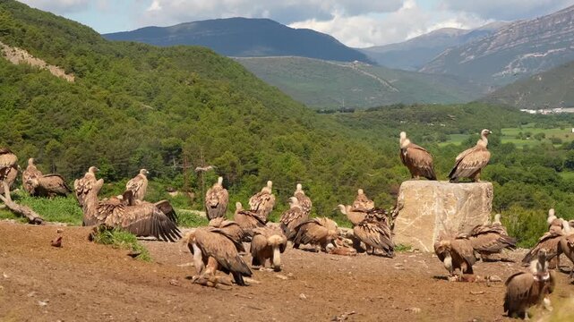 a kettle of Griffon vultures (Eurasion griffon, Gyps fulvus) squabbling over food 