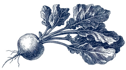 Vintage monochrome engraving of a whole beet root vegetable with leaves.