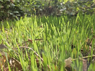 green grass on sun rays