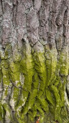 Close-up vertical background of deeply grooved tree bark texture heavily covered with vibrant green moss and lichen, suggesting an old forest environment