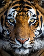 Fototapeta premium Close-up of a tiger's head. Sharp focus on the face, showing amber eyes, stripes, and a powerful jawline