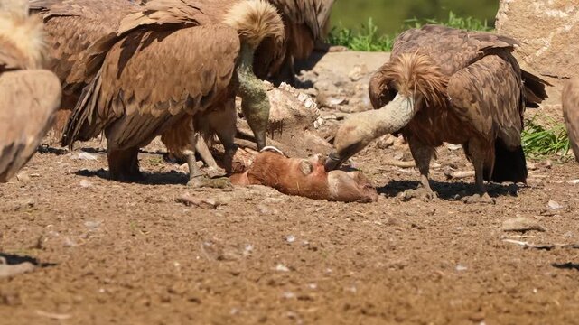 a kettle of Griffon vultures (Eurasion griffon, Gyps fulvus) squabbling over food 