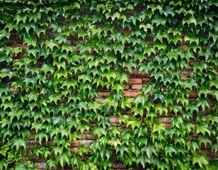 ivy covered brick wall forms busy background pattern in green