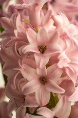 Close-up of Soft Pink Hyacinth Flower Petals in Bloom
