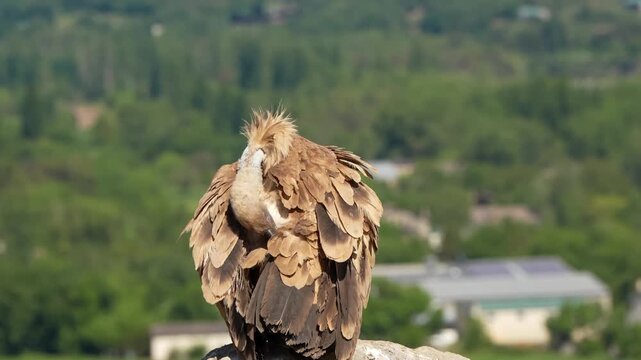detailed close-up of a wild Griffon vulture (Eurasion griffon, Gyps fulvus) 