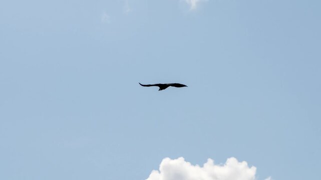 a wild Griffon vulture (Eurasion griffon, Gyps fulvus) soaring and gliding in flight 