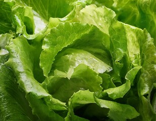lettuce vegetable leaves close up background