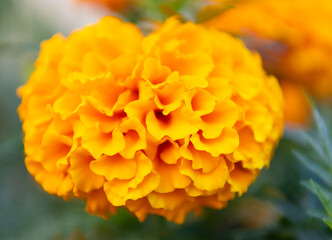Tagetes erecta flower in summer. Beautiful orange marigold bloom in nature. Composition of nature. Summer blooming flower. Blooming flower orange color. Orange marigold flower