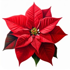 Obraz premium Bright Red Poinsettia Bloom with Green and Yellow Center on White Background