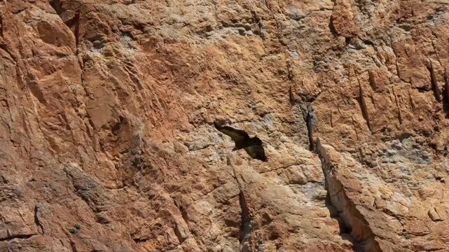 Close-up of a Griffon vulture (Eurasion griffon, Gyps fulvus) in gliding flight over a rocky canyon