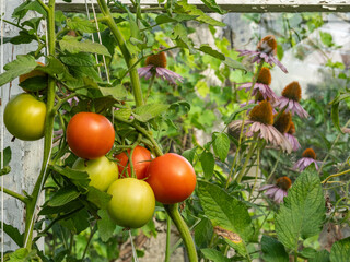 Fresh Tomatoes Growing on Vine in Garden With Purple Coneflowers in Background