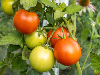 Fresh Tomatoes On Vine Garden Tomato Plant With Ripening Red Fruit In Green Leaves