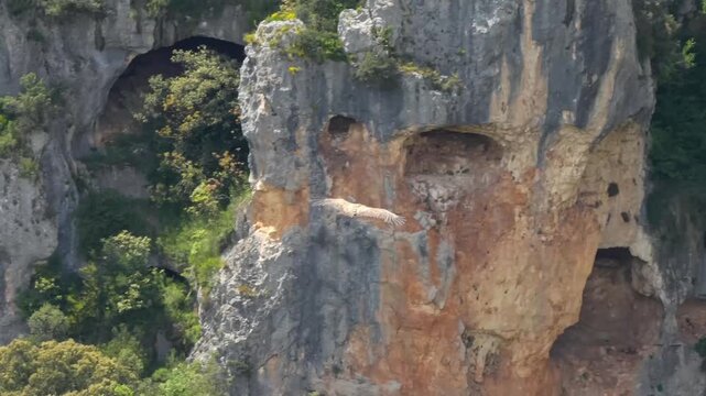 a wild Griffon vulture (Eurasion griffon, Gyps fulvus) soaring and gliding in flight 