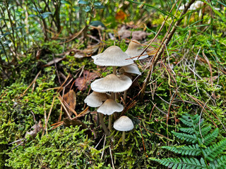 Wild mushrooms collected in the forest. Germany