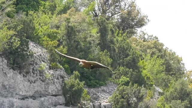 a wild Griffon vulture (Eurasion griffon, Gyps fulvus) soaring and gliding in flight 