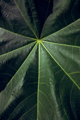 Close-up of a large green tropical leaf showing detailed texture and veins in natural light
