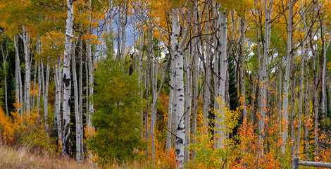 Panoramic view of row of Aspen trees with brilliant foliage in autumn time at McClure Pass.
