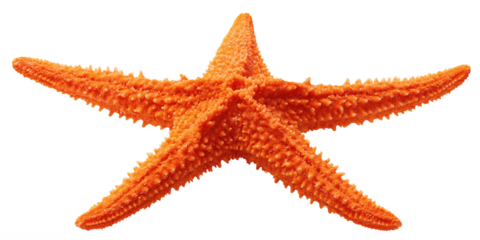 Bright Orange Starfish