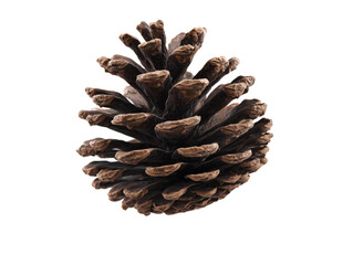Fototapeta premium Detailed Brown Pine Cone