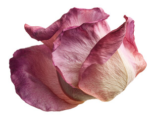 Dried Pink and Purple Rose Petals