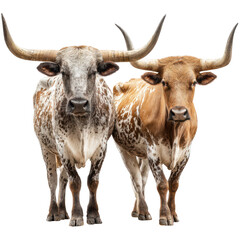 Two Longhorn Cattle Standing Proudly Isolated ontransparent background for Design