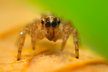 Fototapeta premium A sharp and detailed photo of a spider photographed against a stunning background. Spider species: Jumping spider.