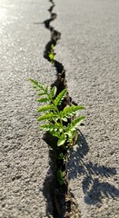 Resilience in Concrete: A vibrant green plant bravely pushes through a crack in the rigid concrete, symbolizing hope, growth, and the indomitable spirit of life in a challenging environment.