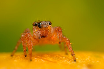 Fototapeta premium A sharp and detailed photo of a spider photographed against a stunning background. Spider species: Jumping spider.