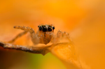 A sharp and detailed photo of a spider photographed against a stunning background. Spider species: Jumping spider.