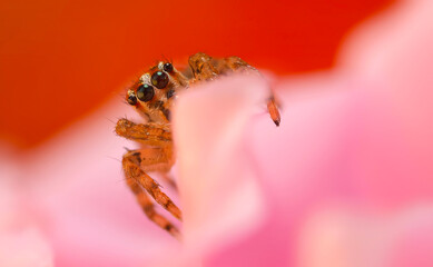 A sharp and detailed photo of a spider photographed against a stunning background. Spider species: Jumping spider.