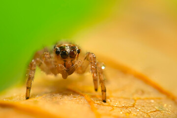 A sharp and detailed photo of a spider photographed against a stunning background. Spider species: Jumping spider.