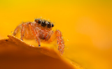 A sharp and detailed photo of a spider photographed against a stunning background. Spider species: Jumping spider.