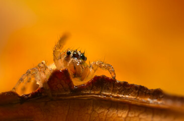 A sharp and detailed photo of a spider photographed against a stunning background. Spider species: Jumping spider.