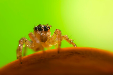 A sharp and detailed photo of a spider photographed against a stunning background. Spider species: Jumping spider.
