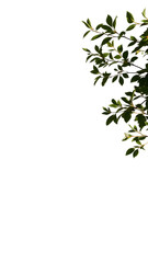 Obraz premium Shadow overlay effects of realistic abstract natural tree leaves and floral shadow on white wall bac