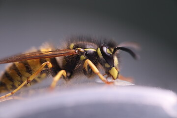 Wasp eating honey, extreme close-up shot. Eyes texture. Macro view