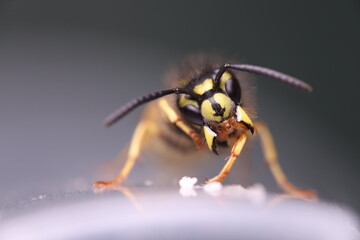 Aggressive wasp, wasp head extremely close, macro photo, open mouth