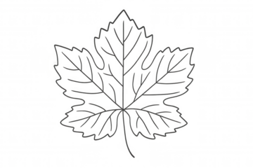 Grapevine leaf line art drawing pattern on transparent background representing nature and organic concepts