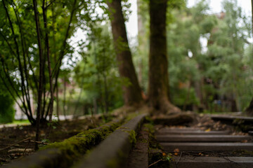 Old mossy train tracks leading into the forest, merging with tree roots. A quiet, surreal view of nature reclaiming man-made structures. Shallow depth of field.