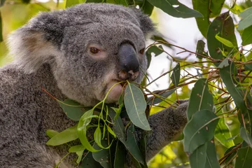 Fotobehang Koala Close up of a Koala eating Eucalyptus leaves  © Audra